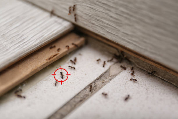 Best Commercial Pest Control Services  in Samoset, FL