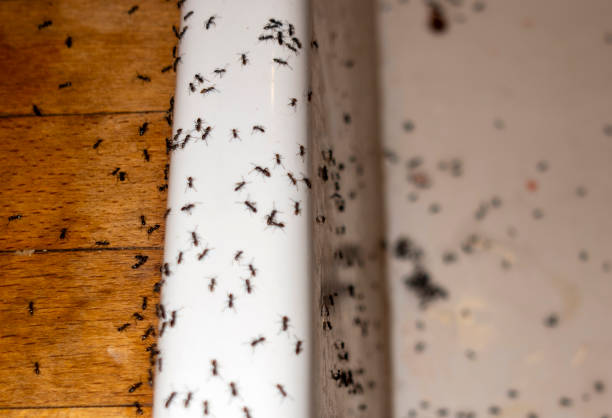 Best Best Pest Control Companies  in Samoset, FL